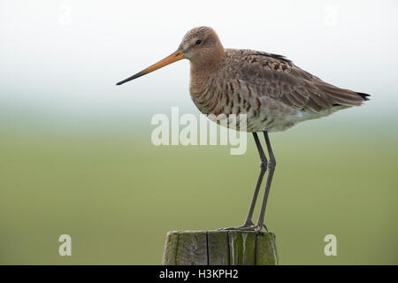 Barge à queue noire / Uferschnepfe ( Limosa limosa), plumage nuptial, sur piquet, close-up, caractéristique des oiseaux échassiers. Banque D'Images