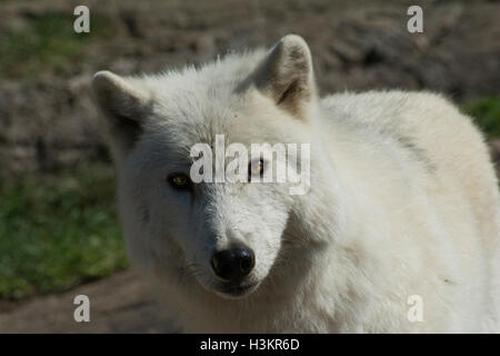 Un loup arctique. Banque D'Images