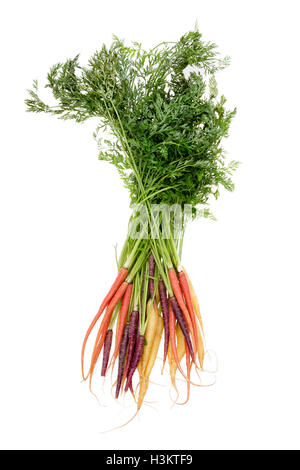 Bouquet coloré d'un assortiment de variétés de carottes biologiques fraîches cueillies nouvellement en orange, jaune et violet avec leurs gree Banque D'Images