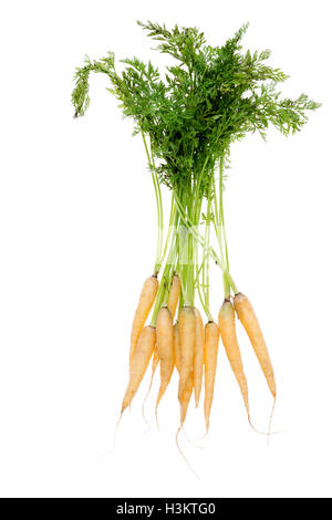 Bande de nouvelle récolte sain des carottes jaunes avec des feuilles vertes isolé sur fond blanc Banque D'Images