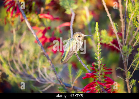 Anna's Hummingbird - Calypte anna Banque D'Images