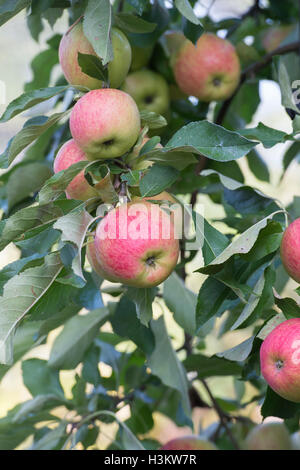 Malus domestica. 'Apple' sur le Falstaff rouge tree Banque D'Images