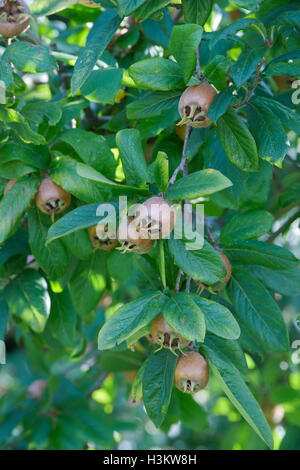 Mespilus germanica iranien. Fruits nèfle iranien sur l'arbre Banque D'Images