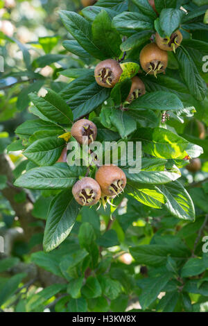 Mespilus germanica iranien. Fruits nèfle iranien sur l'arbre Banque D'Images