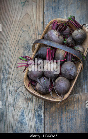 Beta vulgaris . Les betteraves rouges récoltés dans un trug en bois Banque D'Images