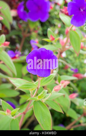 Tibouchina urvilleana. Gloire bush flower Banque D'Images