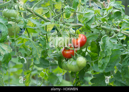 Solanum lycopersicum. La tomate sauvage sur la vigne en serre Banque D'Images