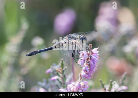 Dard noir, Sympetrum danae, Sussex, UK. sur la bruyère callune, août. Banque D'Images