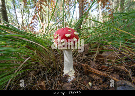 Agaric fly rouge et blanc (Amanita muscaria) toadstools dans habitat boisé Banque D'Images