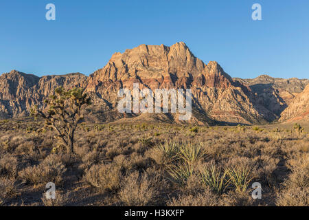 Tôt le matin, vue sur le mont Wilson dans le Red Rock Canyon National Conservation Area. Une populaire destination naturelle à 32 kilomètres de la Banque D'Images