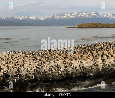 Un rock shag (Phalacrocorax magellanicus), également connu sous le nom de cormoran de Magellan, à un canal de Beagle island Banque D'Images