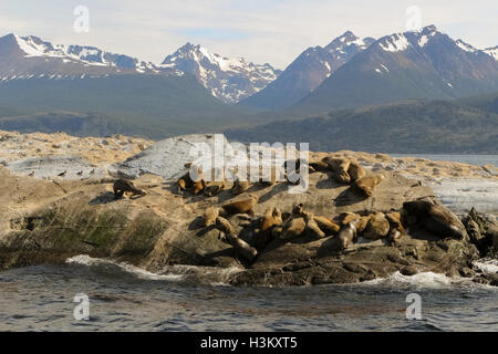 Un groupe d'otaries de Patagonie (Otaria flavescens) Bain de soleil au milieu de canal de Beagle, Tierra del Fuego, Argentina Banque D'Images