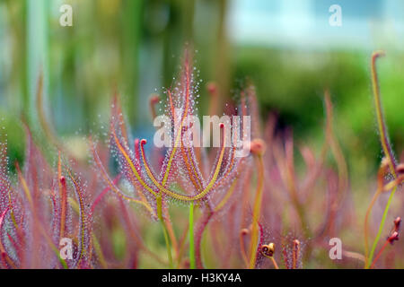 Pin rosée ou portugais rossolis Famille : Genre : Drosophyllum Drosophyllaceae Banque D'Images