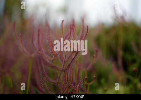 Pin rosée ou portugais rossolis Famille : Genre : Drosophyllum Drosophyllaceae Banque D'Images