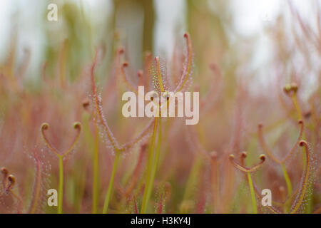Pin rosée ou portugais rossolis Famille : Genre : Drosophyllum Drosophyllaceae Banque D'Images