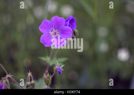 Violet, géranium, Loi de la grue Banque D'Images