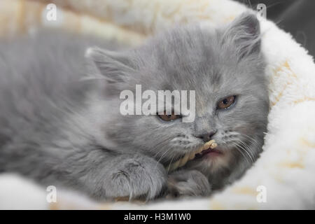 Chaton British se reproduisent dans le panier à l'affiche avec corde Banque D'Images