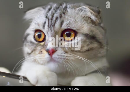 Portrait d'un chaton Scottish Fold close-up. Calico couleur. Banque D'Images