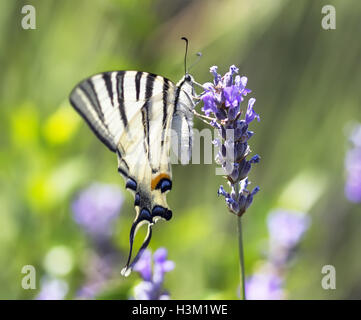 Sur la lavande papillon fleur sur un champ de fleurs. Banque D'Images