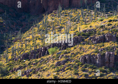 Saguaro cactus sur une colline couverte de fleurs sauvages brittlebrush dans les Superstition Mountains. La Forêt nationale de Tonto, Arizona Banque D'Images