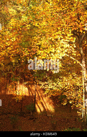 Vue sur la cour boisée en automne. Peupliers changeant de couleur. Banque D'Images