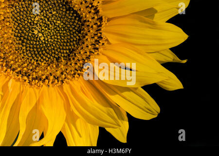 Close-up tournesol isolé sur fond noir Banque D'Images