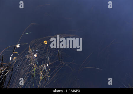 Abstract. Écoulement du temps. La rivière dans son débit de plus en plus l'herbe se balançant sous l'eau Banque D'Images