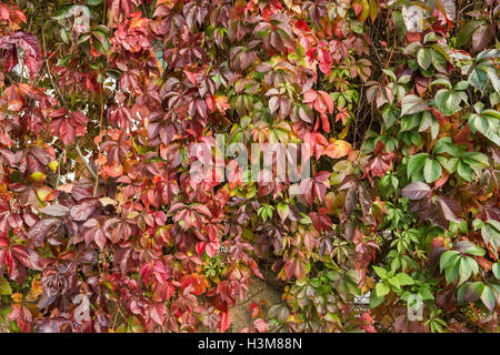 Virginia creeper dans couleurs d'automne. Le rouge et le vert des feuilles de raisin décoratif sur un mur de l'automne Banque D'Images