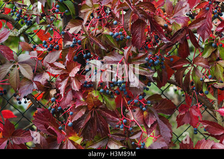 Virginia creeper dans couleurs d'automne avec des baies bleu foncé Banque D'Images