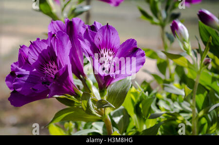 L'Alstroemeria Inticancha lily flowers close up Banque D'Images