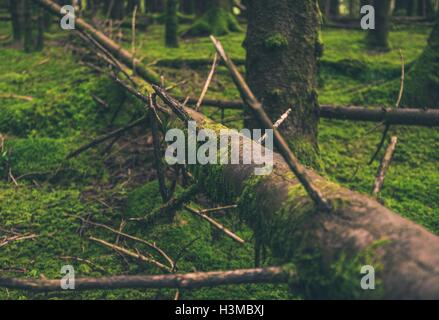 Tombé dans l'arbre moussus des forêts norvégiennes. Paysage de forêt. Banque D'Images