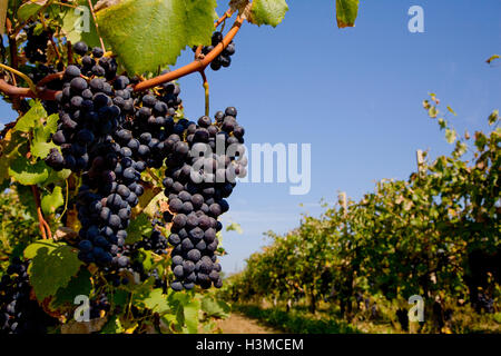 Grappes de raisin sur l'arbre, Langhe Nebbiolo, Piémont, Italie Banque D'Images