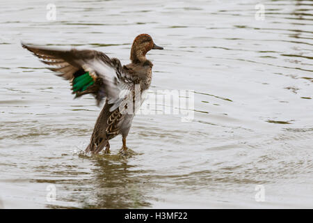 Anas crecca Sarcelle commune mâle en plumage éclipse de battements d'aile Banque D'Images