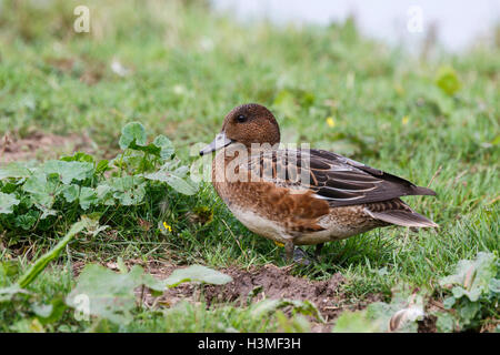 Le canard siffleur Anas penelope femme adulte Banque D'Images