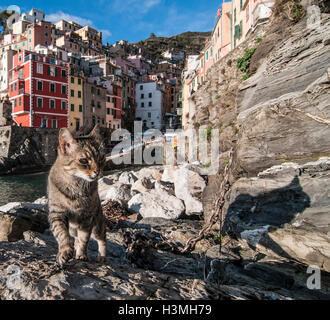 Un chat sur la côte de Manarola à 5 Terre, Ligurie, Italie. Banque D'Images