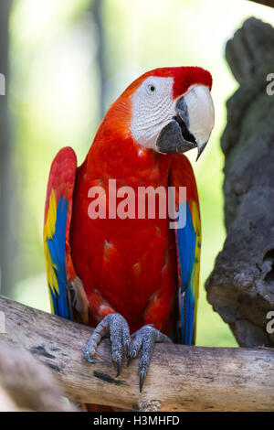 Ara rouge coloré perché sur une branche à la recherche de l'appareil photo avec un beady eye dans un close up vue frontale montrant le marki Banque D'Images