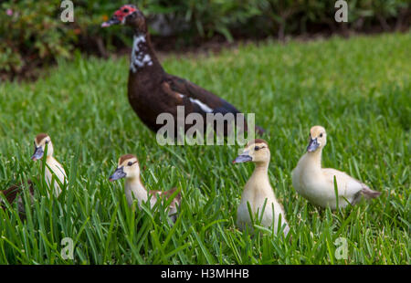 Canard de Barbarie avec ses quatre canetons marchant dans l'herbe verte sur alertly à la caméra Banque D'Images