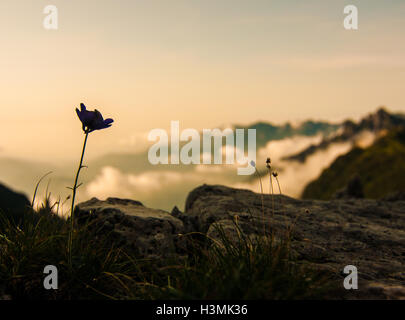 Une fleur à Monte Grappa dans les Alpes italiennes Banque D'Images