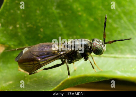 La mouche soldat noire Banque D'Images