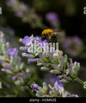 Carde commun abeille sur lavande Banque D'Images