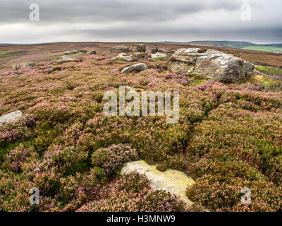 La lande de bruyère à haute Crag Campsites Canet-en-Roussillon près de Nidderdale North Yorkshire Angleterre Banque D'Images