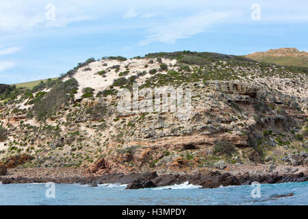 Nouvelle Zélande otaries et goélands sur le point blanc,Cap Nord,Kangaroo Island, Australie du Sud Banque D'Images