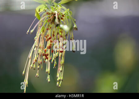 Acer Negundo c. Californicum Box Elder Jane Ann Butler Photography JABP1647 Banque D'Images