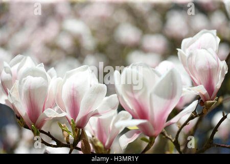 Les bourgeons de magnolia verdoyants alignés sur la branche d'arbre embrassant le soleil du printemps Jane Ann Butler Photography JABP1665 Banque D'Images