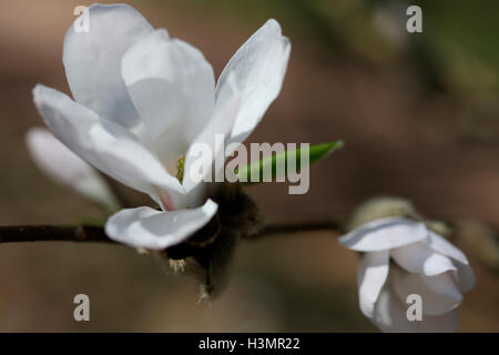 Magnolia fleurs émergentes Kobus Jane Ann Butler Photography JABP2678 Banque D'Images