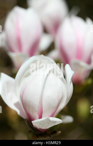 Les nouveaux boutons de fleurs magnolia Jane Ann Butler Photography JABP1664 Banque D'Images
