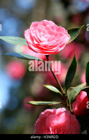 Fleurs CAMELIA rose ensoleillée Jane Ann Butler Photography JABP1657 Banque D'Images