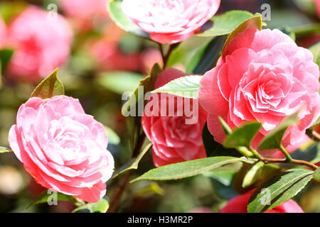 Fleurs de camélia rose ensoleillée Jane Ann Butler Photography JABP1655 Banque D'Images
