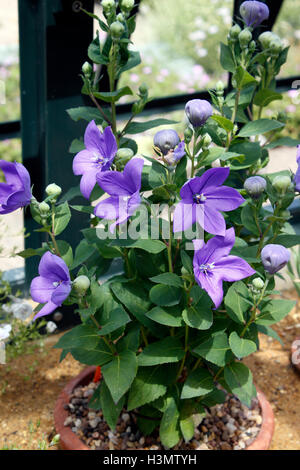 PLATYCONDON BLEU ASTRA. BALLOON FLOWER. Banque D'Images