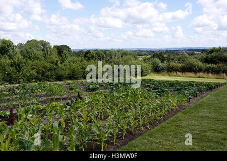 ZEA MAYS. De PLUS EN PLUS DE MAÏS SUCRÉ DANS UN POTAGER en été. UK. Banque D'Images